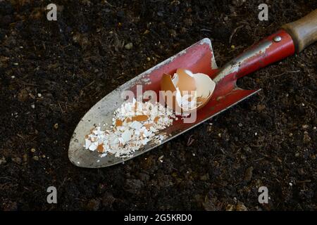 Gusci d'uovo schiacciati su pala da giardino Foto Stock