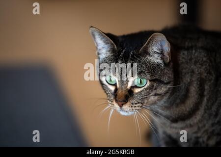 Closeup volto ritratto di giovane gatto tabby all'interno in casa camera con bella occhi verdi guardando e bokeh Foto Stock