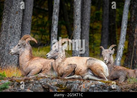 Tre pecore di bighorn (Ovis canadensis) che siedono sulle rocce, Banff National Park, Alberta, Canada, Nord America Foto Stock