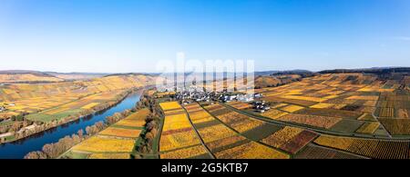 Vista aerea, vigneti in autunno, Mosella, Kesten, Bernkastel-Wittlich, Renania-Palatinato, Germania, Europa Foto Stock