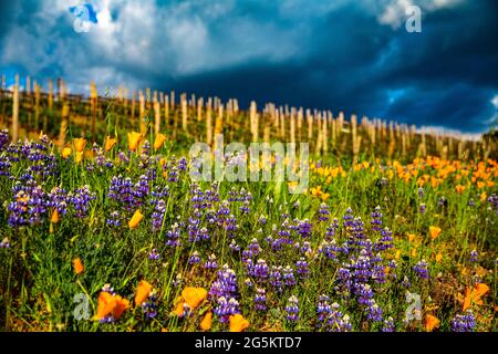 Fiori selvatici sulla strada di primavera di papaveri e lupini della California Foto Stock