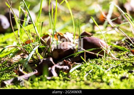 Un ritratto ravvicinato di un paio di ghiande che giacciono su un po' di muschio in una foresta. I noci d'avena hanno perso il loro cupolino e sono caduti da un albero di quercia. Foto Stock