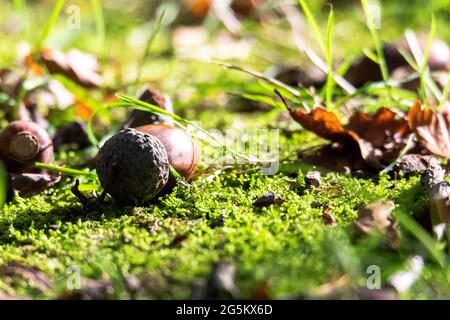 Un ritratto closeup di un singolo noci o acorno che giace su un po' di muschio in una foresta durante la caduta tra le foglie colorate dell'albero caduto. La frutta ancora h Foto Stock