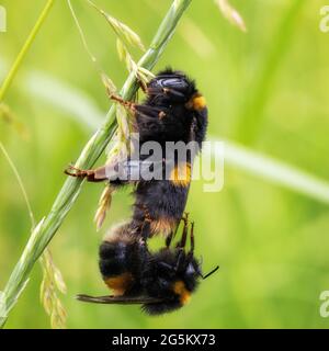 Fauna selvatica del Regno Unito: Coppia di bumblebee con coda di rombi (Bombus terrestris) che si accoppiano, con il maschio sospeso dall'ape regina. West Yorkshire, Foto Stock