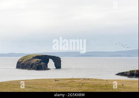 Geologia basalto, grotta rocciosa, Dore Holm Natural Arch, vicino a Tangwick, Esha Neß o Eshaness, terraferma, Isole Shetland, Scozia, Regno Unito, Europa Foto Stock