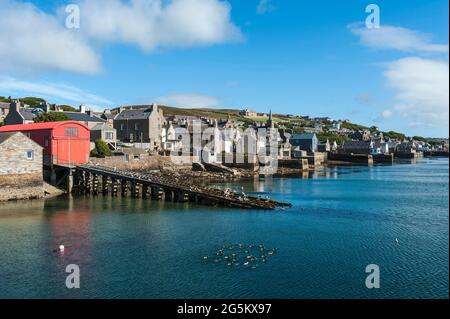 Vecchie case da pesca sul mare, gruppo di anatre di eider (Somateria mollissima), Stromness, terraferma, Isole Orcadi, Scozia, Gran Bretagna Foto Stock