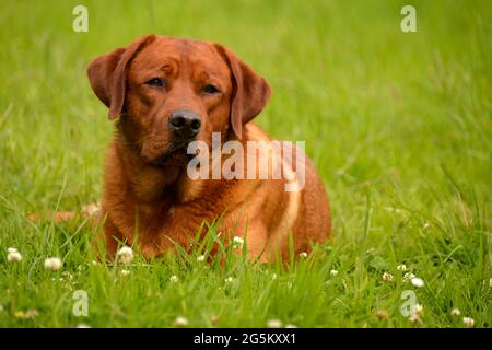 Labrador Retriever, giallo, maschio, adulto, rosso volpe Foto Stock