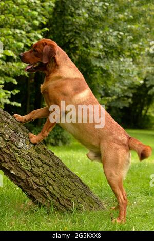 Labrador Retriever, giallo, maschio, adulto, rosso volpe Foto Stock