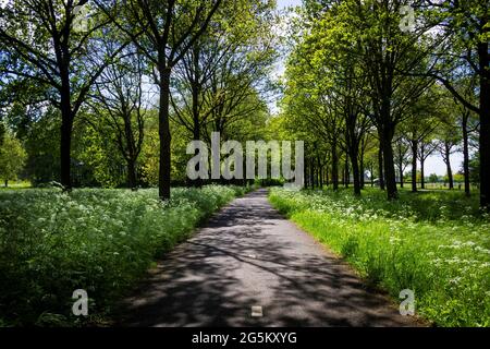 Un ritratto paesaggistico di una strada ciclabile nel mezzo di una foresta in una giornata di sole. La strada ha alberi su entrambi i lati ed è divisa in corsie da un tratteggio Foto Stock