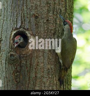 Picchio verde europeo (Picus viridis) femmina che alimenta il giovane uccello di fronte alla cavità riproduttiva, Nord Reno-Westfalia, Germania, Europa Foto Stock