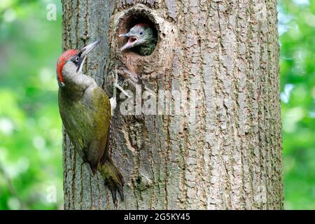 Picchio verde europeo (Picus viridis) femmina che alimenta il giovane uccello di fronte alla cavità riproduttiva, Nord Reno-Westfalia, Germania, Europa Foto Stock