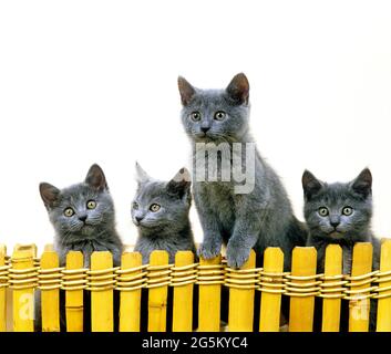 Chartreux gatto domestico, gattino su sfondo bianco Foto Stock