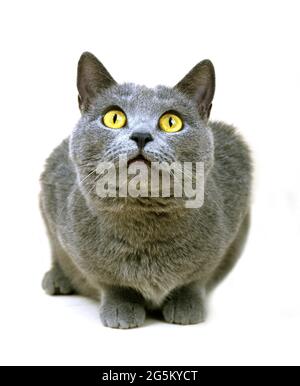 Chartreux casa gatto posato su sfondo bianco Foto Stock