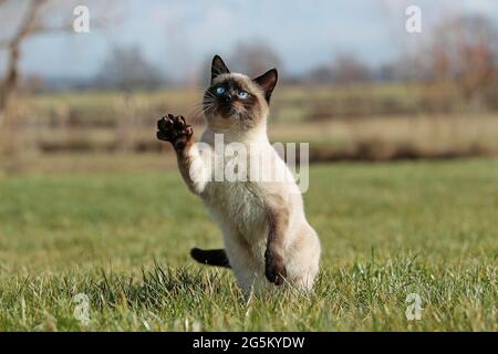 SEAL POINT CASA SIAMESE CAT, MATURA, GIOCANDO SU ERBA, SULLE GAMBE POSTERIORI Foto Stock