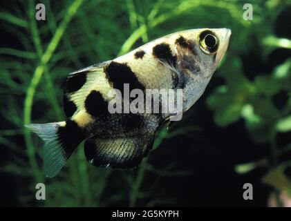Pesce arciere (toxotes jaculatrix) Foto Stock