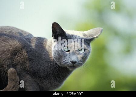 Gatto domestico blu russo, maturo Foto Stock