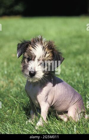 Cane cinese crestato, cucciolo seduto sull'erba Foto Stock