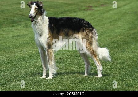 Borzoi o russo Wolfhound, cane domestico Foto Stock