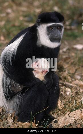 Nero e bianco Colombus Monkey (colobus guereza), Madre e giovane Foto Stock