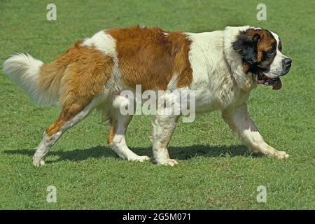 Saint Bernard Foto Stock