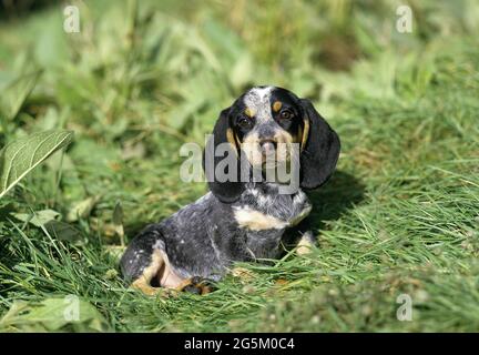 Guascogna Blue Basset o Basset Bleu de Guascogne, cucciolo, una razza francese Foto Stock