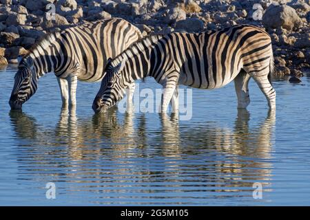 Zebre di Burchell (Equus quagga burchellii), due adulti in acqua, bere al sole serale, il buco dell'Okaukuejo, il Parco Nazionale di Etosha, Namibia, Afr Foto Stock