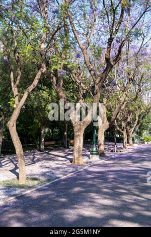 Alberi Jacaranda fiorire nel centro cittadino di Atene Grecia. Le piante con fiori viola blu ombreggiano la strada vuota che conduce alla terra di Zappeion Megaron Foto Stock