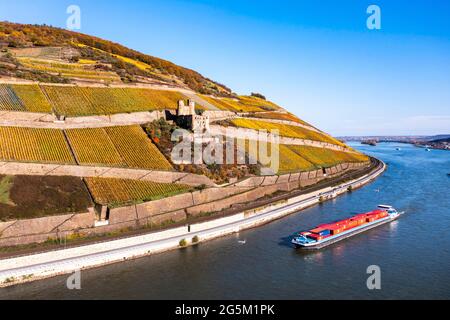 Vista aerea, Castello di Ehrenfels, Assmannshausen, Rüdesheim, Patrimonio dell'Umanità dell'UNESCO, Valle del Medio Reno superiore, Reno, Assia, Germania, Europa Foto Stock