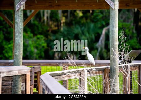 Un animale di airone bianco selvaggio, arroccato su una recinzione in legno a Gainesville, Florida Paynes Prairie Preserve state Park Watershed Foto Stock