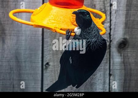 TUI su alimentatore di nettare in giardino Foto Stock