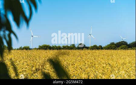 Piccolo windfarm all'orizzonte con segale in primo piano Foto Stock