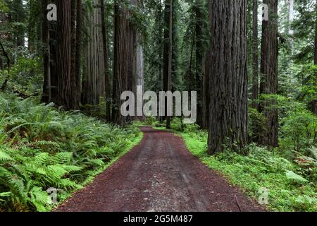 CAL Barrel Road nel Prairie Creek Redwoods state Park nella contea di Humboldt, nella California settentrionale Foto Stock