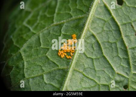 Uova di Green Dock Beetle, viridula gastrofisica, sulla foglia di banchina. Foto Stock