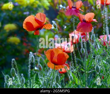 i fiori rossi in fiore dei papaveri di campo in una giornata estiva Foto Stock