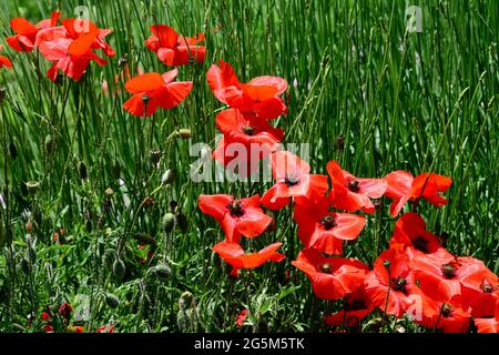 i fiori rossi in fiore dei papaveri di campo in una giornata estiva Foto Stock