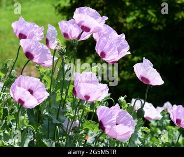 papaveri in fiore con petali violacei in una giornata di sole Foto Stock