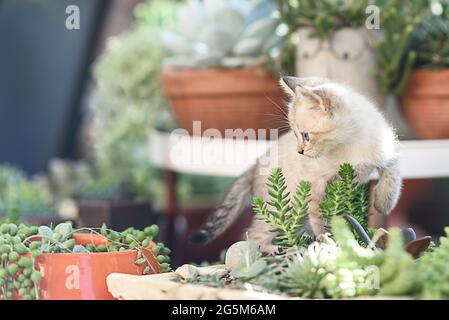 Gatto in giardino. Gattino curioso in vaso di fiori. Foto Stock