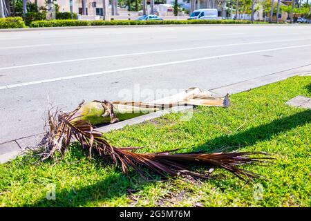 Hollywood, Florida Broward County North Miami Beach con marciapiede strada vicino alle case vicino alla spiaggia e caduta palma ramo foglia da uragano Foto Stock