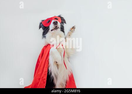 Divertente ritratto di carino cane bordo collie in costume supereroe isolato su sfondo bianco. Cucciolo che indossa una maschera super eroe rossa nel carnevale o nell'Halloween Foto Stock