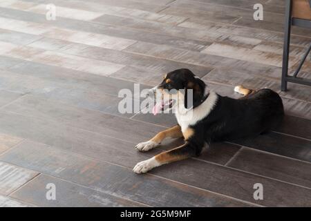 Ritratto a corpo pieno di un cane tricolore Entlebucher Mountain, sdraiato su un terreno interno tricolore, che guarda via. Foto Stock