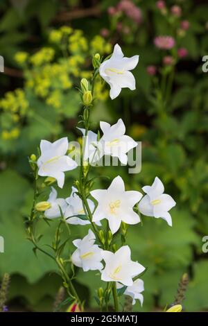 fiori campanili bianchi nel giardino estivo Foto Stock