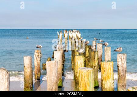 Old Naples, Florida pilings molo pali nel golfo del Messico con molo di legno, molti uccelli, pellicani di gabbiani e cormorani arroccati o volare da oceano wa Foto Stock