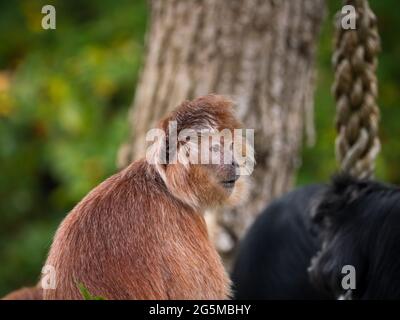 Due langur giavanese ad est, una scimmia della sottofamiglia di Coobinae Foto Stock