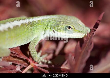 Anole lucertola macro - super primo piano di comune lucertola che arrampica l'albero d'acero giapponese Foto Stock