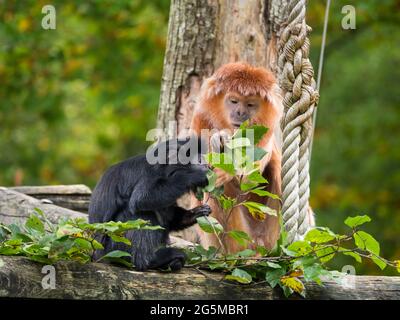 Due langur giavanese ad est, una scimmia della sottofamiglia di Coobinae Foto Stock