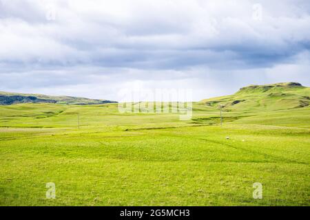 Pecora islandese su prato verde pascolo campo con montagne di collina nel sud Islanda estate, linee di alimentazione piloni in Fjadrargljufur Foto Stock