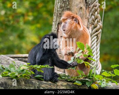 Due langur giavanese ad est, una scimmia della sottofamiglia di Coobinae Foto Stock