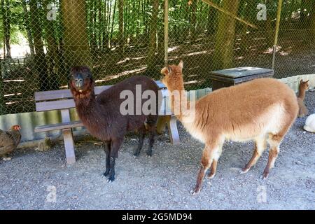 Primo piano di alpaca marrone chiaro e scuro che riposano nello zoo Foto Stock