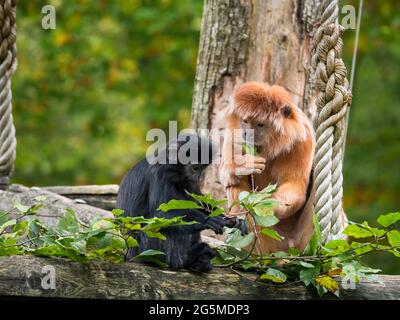 Due langur giavanese ad est, una scimmia della sottofamiglia di Coobinae Foto Stock