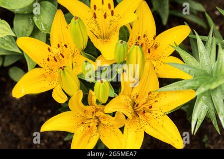 Giallo girasole dopo la pioggia con gocce d'acqua. Primo piano, messa a fuoco selettiva, vista dall'alto Foto Stock